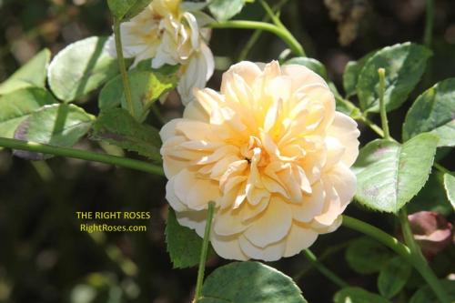 Port Sunlight rose review the right roses score best top garden store david austin english roses rose products rose rating the right leap rose food fertilizer