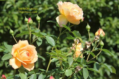 Port Sunlight rose review the right roses score best top garden store david austin english roses rose products rose rating the right leap rose food fertilizer