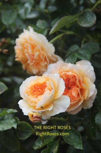 Port Sunlight rose review the right roses score best top garden store david austin english roses rose products rose rating the right leap rose food fertilizer
