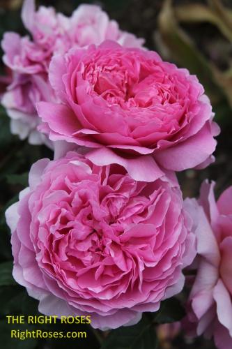 princess alexandra of kent rose review the right roses score best top garden store david austin english roses rose products rose rating the right leap rose food