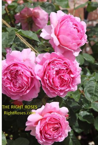 princess alexandra of kent rose review the right roses score best top garden store david austin english roses rose products rose rating the right leap rose food