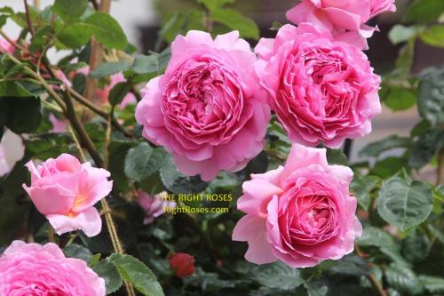 princess alexandra of kent rose review the right roses score best top garden store david austin english roses rose products rose rating the right leap rose food