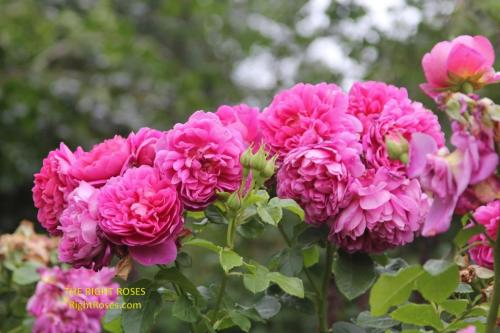 Princess Anne rose review the right roses score best top garden store david austin english roses rose products rose rating the right leap rose food fertilizer