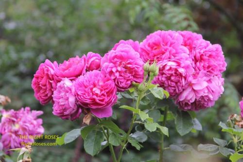 Princess Anne rose review the right roses score best top garden store david austin english roses rose products rose rating the right leap rose food fertilizer