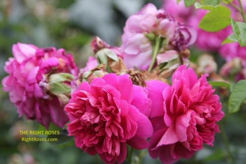 Princess Anne rose review the right roses score best top garden store david austin english roses rose products rose rating the right leap rose food fertilizer