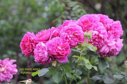 Princess Anne rose review the right roses score best top garden store david austin english roses rose products rose rating the right leap rose food fertilizer