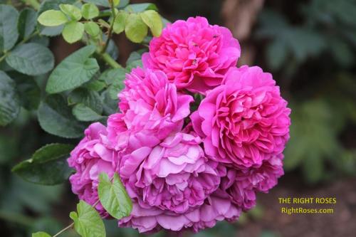 Princess Anne rose review the right roses score best top garden store david austin english roses rose products rose rating the right leap rose food fertilizer