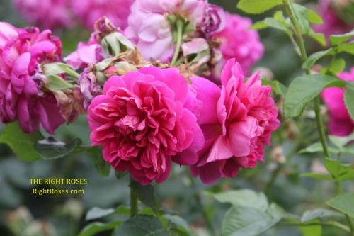 Princess Anne rose review the right roses score best top garden store david austin english roses rose products rose rating the right leap rose food fertilizer