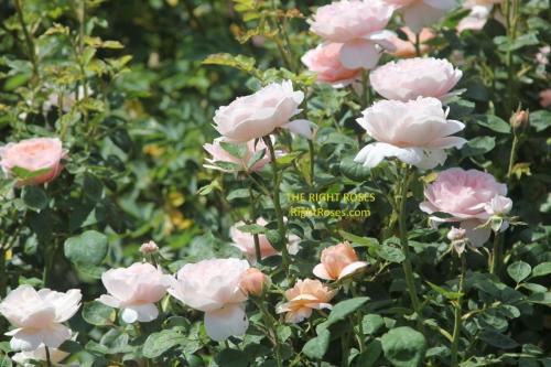 Queen of Sweden rose review the right roses score best top garden store david austin english roses rose products rose rating the right leap rose food fertilizer