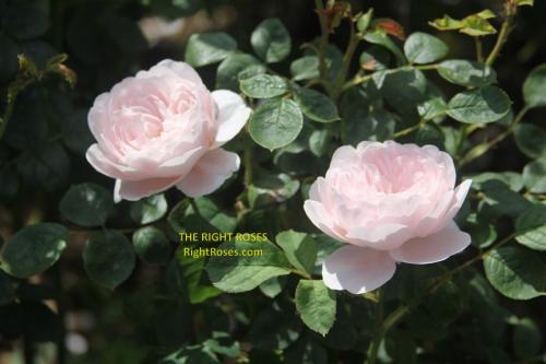 Queen of Sweden rose review the right roses score best top garden store david austin english roses rose products rose rating the right leap rose food fertilizer