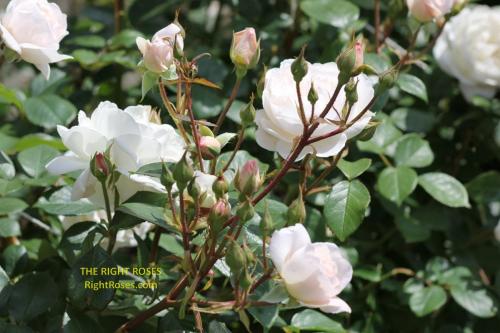 desdemona rose review the right roses score best top garden store david austin english roses rose products rose rating