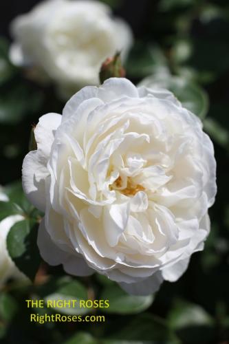 Rose Desdemona rose review the right roses score top garden store rose products 3