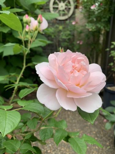 Rose Elizabeth David Austin The Right Roses Review (2)