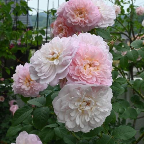 Rose 'Elizabeth' | David Austin 2022 | 'My Favourite Roses' Series ...