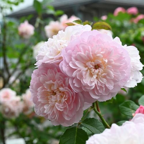 Rose Elizabeth David Austin The Right Roses Review (5)