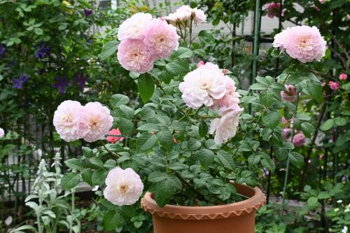 Rose Elizabeth David Austin The Right Roses Review (6)