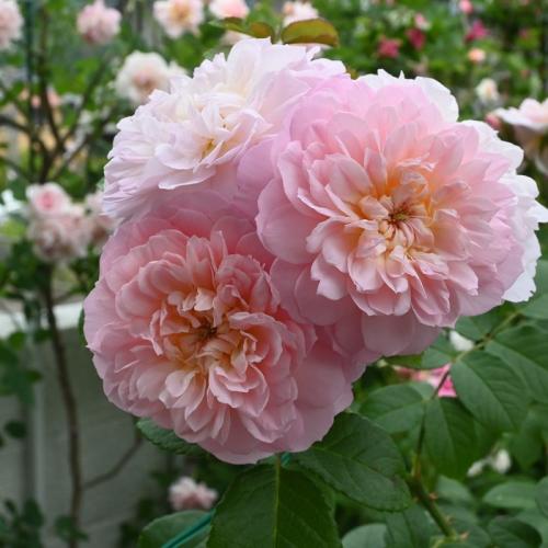 Rose Elizabeth David Austin The Right Roses Review (8)