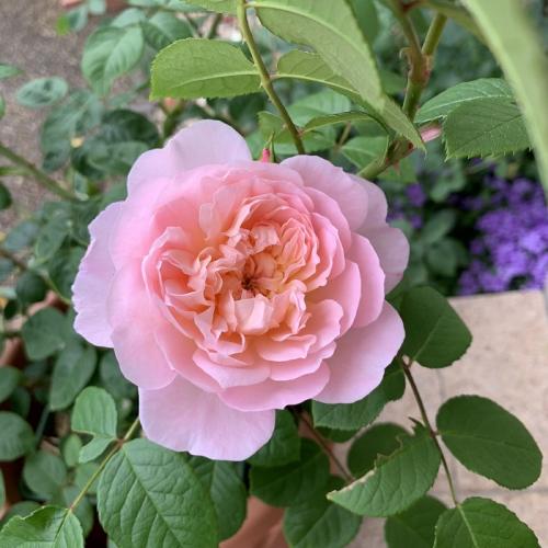 Rose Elizabeth David Austin The Right Roses Review Japan