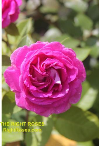 The best rose review of rose FRAULEIN MARIA (aka. ‘FRAULEIN MARIA VON JEVER’, ‘RASPBERRY CUPCAKE’) by The Right Roses. David Austin. Our in-depth reviews have been trusted by millions gardeners worldwide. The Right Roses team uses our own, bespoke The Right Roses Score, which is the most comprehensive rose rating system in the world, to assess the overall quality of a rose. All information and rose products: best top garden store, Rosen Kordes, Rosen Tantau, Delbard, english roses, rose products, rose rating, the right leap, rose food, fertilizer. The Right Roses Store. English Romance Collection.