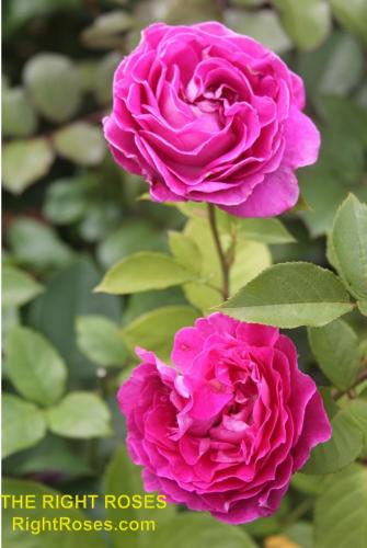 The best rose review of rose FRAULEIN MARIA (aka. ‘FRAULEIN MARIA VON JEVER’, ‘RASPBERRY CUPCAKE’) by The Right Roses. David Austin. Our in-depth reviews have been trusted by millions gardeners worldwide. The Right Roses team uses our own, bespoke The Right Roses Score, which is the most comprehensive rose rating system in the world, to assess the overall quality of a rose. All information and rose products: best top garden store, Rosen Kordes, Rosen Tantau, Delbard, english roses, rose products, rose rating, the right leap, rose food, fertilizer. The Right Roses Store. English Romance Collection.