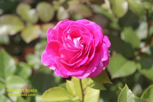 The best rose review of rose FRAULEIN MARIA (aka. ‘FRAULEIN MARIA VON JEVER’, ‘RASPBERRY CUPCAKE’) by The Right Roses. David Austin. Our in-depth reviews have been trusted by millions gardeners worldwide. The Right Roses team uses our own, bespoke The Right Roses Score, which is the most comprehensive rose rating system in the world, to assess the overall quality of a rose. All information and rose products: best top garden store, Rosen Kordes, Rosen Tantau, Delbard, english roses, rose products, rose rating, the right leap, rose food, fertilizer. The Right Roses Store. English Romance Collection.