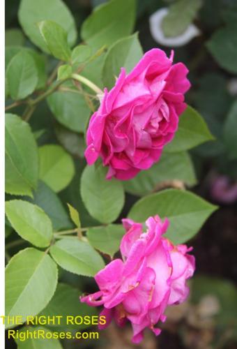 The best rose review of rose FRAULEIN MARIA (aka. ‘FRAULEIN MARIA VON JEVER’, ‘RASPBERRY CUPCAKE’) by The Right Roses. David Austin. Our in-depth reviews have been trusted by millions gardeners worldwide. The Right Roses team uses our own, bespoke The Right Roses Score, which is the most comprehensive rose rating system in the world, to assess the overall quality of a rose. All information and rose products: best top garden store, Rosen Kordes, Rosen Tantau, Delbard, english roses, rose products, rose rating, the right leap, rose food, fertilizer. The Right Roses Store. English Romance Collection.