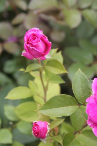 The best rose review of rose FRAULEIN MARIA (aka. ‘FRAULEIN MARIA VON JEVER’, ‘RASPBERRY CUPCAKE’) by The Right Roses. David Austin. Our in-depth reviews have been trusted by millions gardeners worldwide. The Right Roses team uses our own, bespoke The Right Roses Score, which is the most comprehensive rose rating system in the world, to assess the overall quality of a rose. All information and rose products: best top garden store, Rosen Kordes, Rosen Tantau, Delbard, english roses, rose products, rose rating, the right leap, rose food, fertilizer. The Right Roses Store. English Romance Collection.