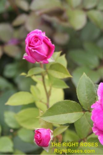 The best rose review of rose FRAULEIN MARIA (aka. ‘FRAULEIN MARIA VON JEVER’, ‘RASPBERRY CUPCAKE’) by The Right Roses. David Austin. Our in-depth reviews have been trusted by millions gardeners worldwide. The Right Roses team uses our own, bespoke The Right Roses Score, which is the most comprehensive rose rating system in the world, to assess the overall quality of a rose. All information and rose products: best top garden store, Rosen Kordes, Rosen Tantau, Delbard, english roses, rose products, rose rating, the right leap, rose food, fertilizer. The Right Roses Store. English Romance Collection.