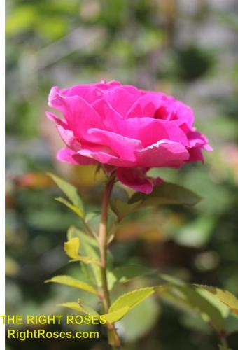 The best rose review of rose FRAULEIN MARIA (aka. ‘FRAULEIN MARIA VON JEVER’, ‘RASPBERRY CUPCAKE’) by The Right Roses. David Austin. Our in-depth reviews have been trusted by millions gardeners worldwide. The Right Roses team uses our own, bespoke The Right Roses Score, which is the most comprehensive rose rating system in the world, to assess the overall quality of a rose. All information and rose products: best top garden store, Rosen Kordes, Rosen Tantau, Delbard, english roses, rose products, rose rating, the right leap, rose food, fertilizer. The Right Roses Store. English Romance Collection.