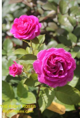 The best rose review of rose FRAULEIN MARIA (aka. ‘FRAULEIN MARIA VON JEVER’, ‘RASPBERRY CUPCAKE’) by The Right Roses. David Austin. Our in-depth reviews have been trusted by millions gardeners worldwide. The Right Roses team uses our own, bespoke The Right Roses Score, which is the most comprehensive rose rating system in the world, to assess the overall quality of a rose. All information and rose products: best top garden store, Rosen Kordes, Rosen Tantau, Delbard, english roses, rose products, rose rating, the right leap, rose food, fertilizer. The Right Roses Store. English Romance Collection.