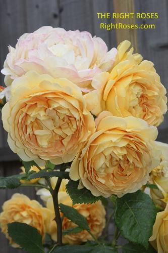 Rose Golden Celebration The Right Roses Best Garden Shop Store rose review experience top yellow power tools english david austin