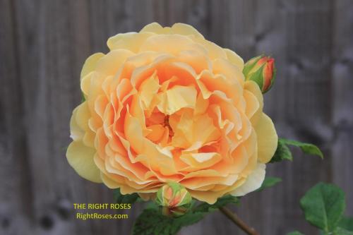Rose Golden Celebration The Right Roses Best Garden Shop Store rose review experience top yellow power tools english david austin