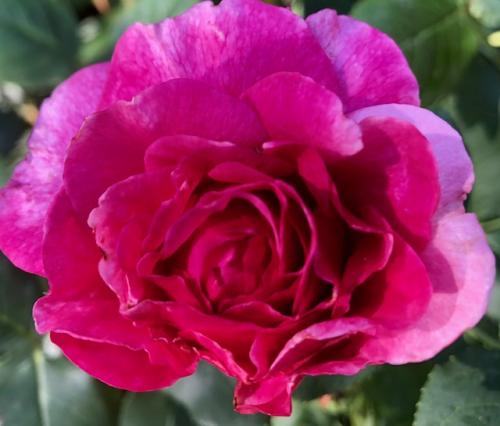 The best rose review of rose 'Kaffe Fassett' Rosen Tantau by The Right Roses. Our in-depth reviews have been trusted by millions gardeners worldwide. The Right Roses team uses our own The Right Roses Score, which is the most comprehensive rose rating system in the world, to assess the overall quality of a rose. All information and rose products: best top garden store, Rosen Kordes, Rosen Tantau, english roses, rose products, rose rating, the right leap, rose food, fertilizer