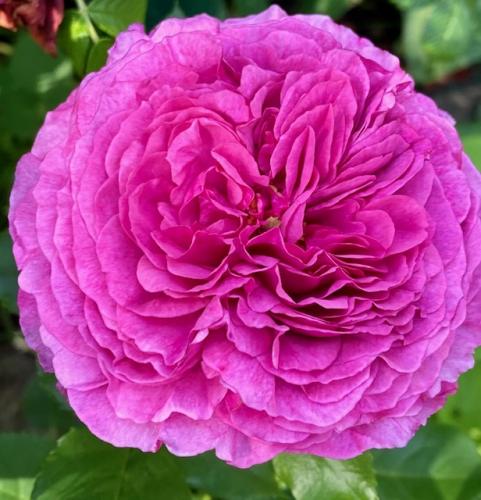 The best rose review of rose 'Kaffe Fassett' Rosen Tantau by The Right Roses. Our in-depth reviews have been trusted by millions gardeners worldwide. The Right Roses team uses our own The Right Roses Score, which is the most comprehensive rose rating system in the world, to assess the overall quality of a rose. All information and rose products: best top garden store, Rosen Kordes, Rosen Tantau, english roses, rose products, rose rating, the right leap, rose food, fertilizer