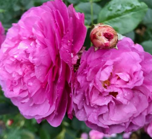 The best rose review of rose 'Kaffe Fassett' Rosen Tantau by The Right Roses. Our in-depth reviews have been trusted by millions gardeners worldwide. The Right Roses team uses our own The Right Roses Score, which is the most comprehensive rose rating system in the world, to assess the overall quality of a rose. All information and rose products: best top garden store, Rosen Kordes, Rosen Tantau, english roses, rose products, rose rating, the right leap, rose food, fertilizer