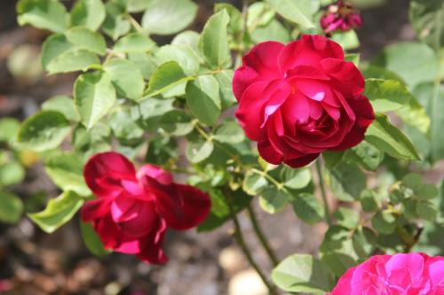 Rose Munstead Wood Best Garden Store english david austin the right roses review experience top