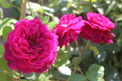 Rose Munstead Wood Best Garden Store english david austin the right roses review experience top