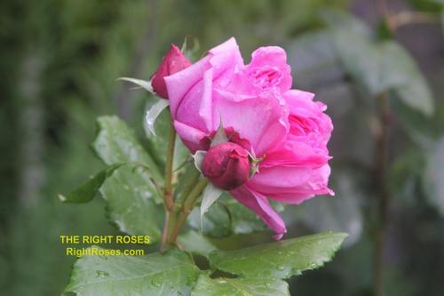 The Right Roses presents you with the best rose review of rose Pompadour | Georges Delbard 2015. Millions of gardeners from all over the world have trusted our in-depth reviews. The Right Roses team uses our own, bespoke The Right Roses Score, which is the most comprehensive rose rating system in the world, to assess the overall quality of a rose. We review all the very best roses from all the best rose breeders such as Rosen Kordes, Rosen Tantau, Delbard, David Austin Roses. The Right Roses is also running the best gardening club for the very best connoisseur gardeners and garden designers at Righttify.com. At Righttify.com, connoisseur sellers can design gardens, provide gardening services, sell new garden plants, resell pre-loved garden plants. In addition, buyers can buy the very best plants in the world.