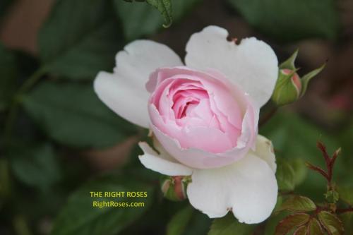 Silas Marner rose review the right roses score best top garden store david austin english roses rose products rose rating the right leap rose food fertilizer