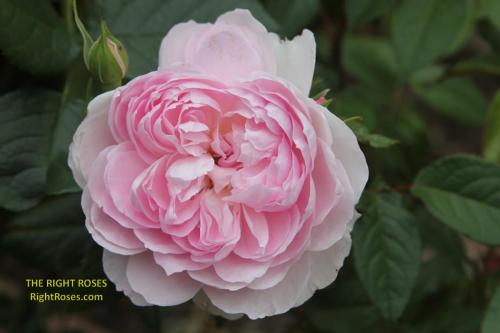 Silas Marner rose review the right roses score best top garden store david austin english roses rose products rose rating the right leap rose food fertilizer