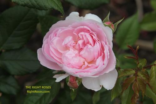 Silas Marner rose review the right roses score best top garden store david austin english roses rose products rose rating the right leap rose food fertilizer