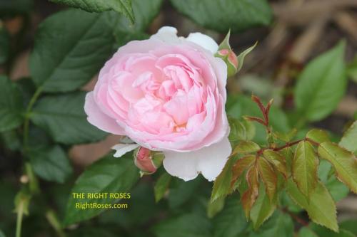 Silas Marner rose review the right roses score best top garden store david austin english roses rose products rose rating the right leap rose food fertilizer