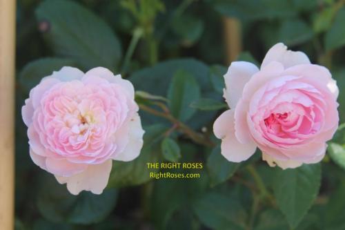 Silas Marner rose review the right roses score best top garden store david austin english roses rose products rose rating the right leap rose food fertilizer