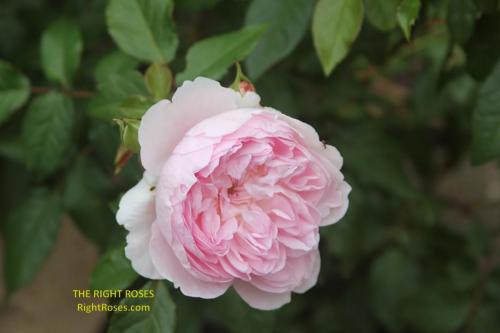 Silas Marner rose review the right roses score best top garden store david austin english roses rose products rose rating the right leap rose food fertilizer