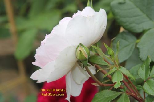 Silas Marner rose review the right roses score best top garden store david austin english roses rose products rose rating the right leap rose food fertilizer
