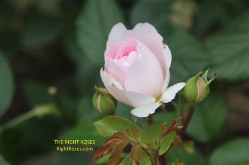 Silas Marner rose review the right roses score best top garden store david austin english roses rose products rose rating the right leap rose food fertilizer