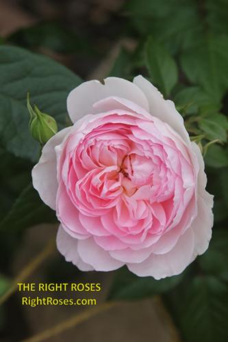 Silas Marner rose review the right roses score best top garden store david austin english roses rose products rose rating the right leap rose food fertilizer