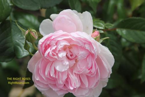Silas Marner rose review the right roses score best top garden store david austin english roses rose products rose rating the right leap rose food fertilizer