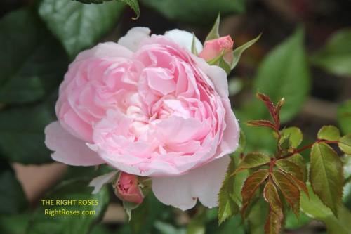 Silas Marner rose review the right roses score best top garden store david austin english roses rose products rose rating the right leap rose food fertilizer