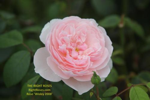Silas Marner rose review the right roses score best top garden store david austin english roses rose products rose rating the right leap rose food fertilizer